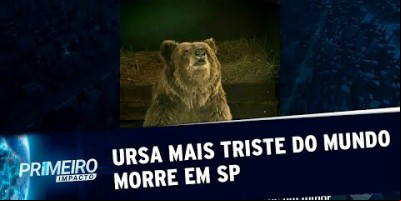 Ursa mais triste do mundo morre no interior de São Paulo | Primeiro Impacto (25/07/19)
