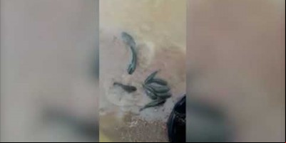 Caos em Porto Velho : Forte Chuva Deixa Vários Bairros Alagados e Carros no Meio das...