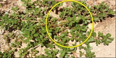 Se Você Vir Esta Planta em Seu Jardim, Não A Corte! Esta É a Razão
