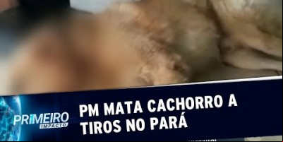 PM dá três tiros em cachorro que latia em frente à sua casa (15/08/19)