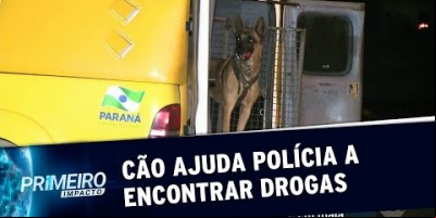 VÍDEO - Cão farejador ajuda polícia a encontrar 35 tabletes de maconha no PR |...